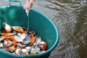 Опасны ли пираньи для человека