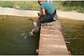 Турецкий дед Мазай спасает диких кабанов из каменной ловушки