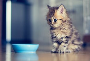 Целый город кормили пирожками с котятами