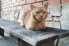 Очень колоритные уличные коты