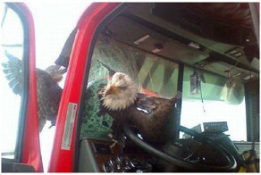 Приключения лобового стекла