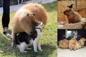 Ролевая модель: 18 капибар, с которых вам срочно надо брать пример