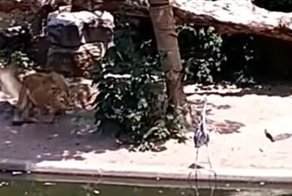 Голодные львы охотятся на птиц в зоопарке Амстердама