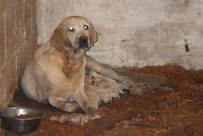 Владельцу "фермы ужасов" пожизненно запретили содержать животных