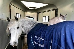 Кот вырос в конюшне и выезжает на прогулки, сидя на лошади