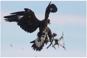 Трутень на службе у людей, или дрон спешит на помощь