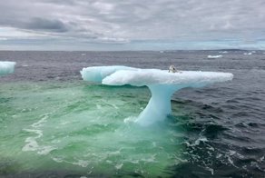 Спасение песца, застрявшего на льдине