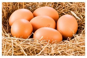 7 мифов о куриных яйцах