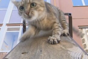 В Воронеже соорудили отдельный вход для кота в многоэтажку