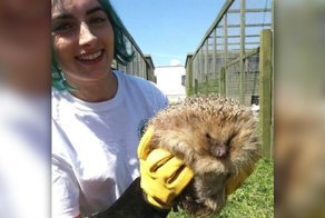 В Шотландии самого толстого ежа в мире посадили на строгую диету