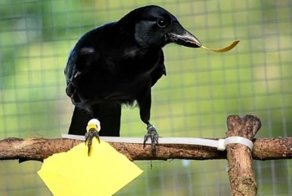 Как умные вороны меняют наше понимание интеллекта