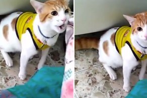 Видео с котом, который кричит «гол», набрало тысячи просмотров