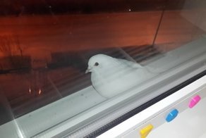 Благодарность в чистом виде