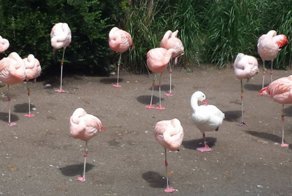 20 забавных фотографий, которые кажутся нормальными только на первый взгляд