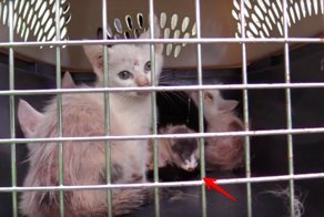 Парень спас кошечку из заброшенного дома. Он и подумать не мог, какой она станет через 5 месяцев