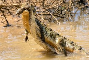 Схватка крокодила и смертельно опасной гадюки