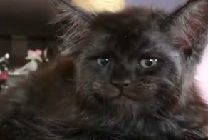 Кот с человеческим лицом