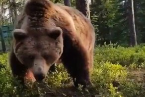 Неожиданная встреча с медведем после ночевки в лесу