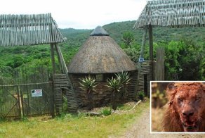 Львы съели трех браконьеров, охотившихся за рогами носорогов