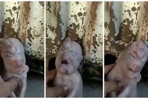 Видео: в Китае родился поросенок с "человеческим лицом"