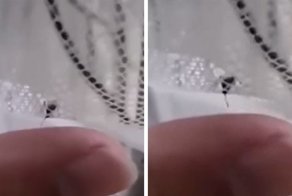 Парень снял видео, на котором жёстко троллит комара