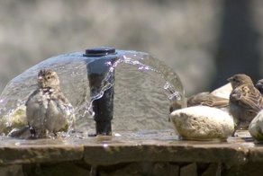 Так много мимимишности: братья наши меньшие пьют воду