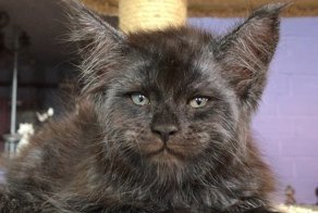 Русский "демонический" котенок с человеческим взглядом