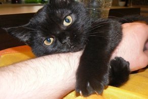 Смешные животные, которым нужно внимание хозяина прямо сейчас