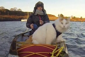 Жизнь под парусом: кот по кличке Солти, путешествующий на яхте