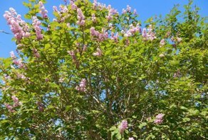 Лето в Мурманске