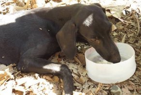 Обезвоженная бродячая собака благодарит спасателей