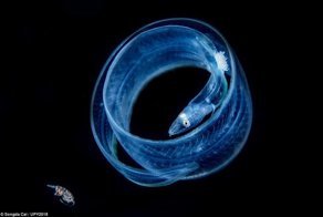 Лучшие подводные снимки с конкурса Underwater Photographer of the Year 2018