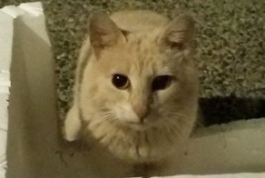 В нагрузку к дому женщина получила дикого кота