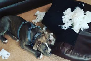 25 прелестных собак, которые очень сильно извиняются