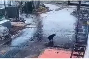 Работнику локомотивного депо удалось сбежать от медведя