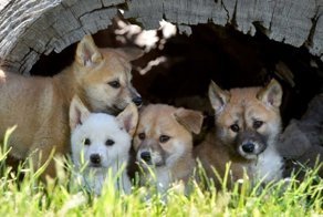 Вы не поверите, что эти милашки - хищники!