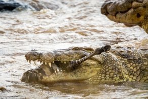 Смертельные челюсти: потрясающие фотографии крокодильей охоты