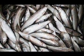 Озёра в Горном Алтае. Улаганская Пелядь