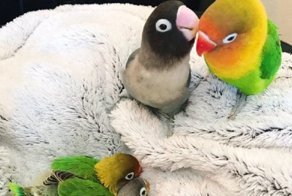 История любви попугаев-неразлучников покорила интернет