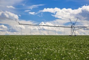 Да не треснет гребень!