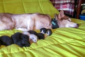 Собака спасла котят, которые были просто на волосок от смерти