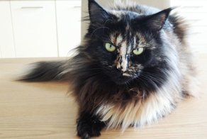 Кошка мейн-кун