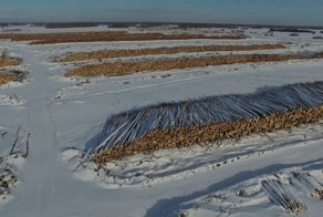 Всё что нужно знать о вывозе российского леса в Китай