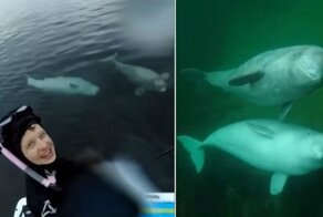 Канадец встретил двух очаровательных белух во время серфинга: видео