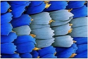 Проверь себя - что скрывает макросъемка