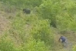 Сахалинец напугал медвежат на Холмском перевале