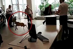 Бэмби устраивает погром: в один из московских автосалонов забежал оленёнок