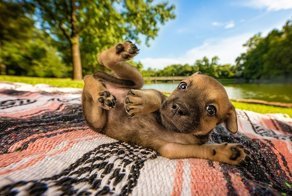 Победители конкурса "Лучший собачий фотограф года"