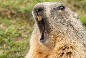  А вы слышали, как кричит напуганный сурок? 