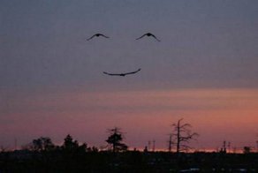 Вместо тысячи слов